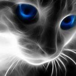 Meet your Posher, Dakota